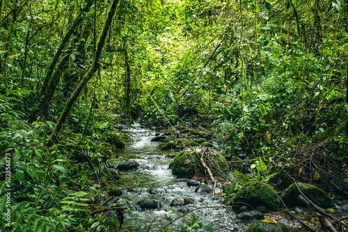 Ecuador Tropical Rainforest. Hiking trail in Amazon Cloud Forest. Jungle path to Hola Vida Waterfall. Puyo  Ecuador. South America.