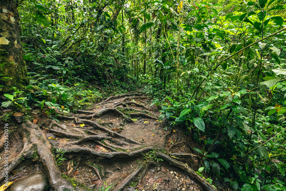 Ecuador Tropical Rainforest. Hiking trail in Amazon Cloud Forest. Jungle path to Hola Vida Waterfall. Puyo, Ecuador. South America. Ecuador Tropical Rainforest. Hiking trail in Amazon Cloud Forest. Jungle path to Hola Vida Waterfall. Puyo, Ecuador. South America.
