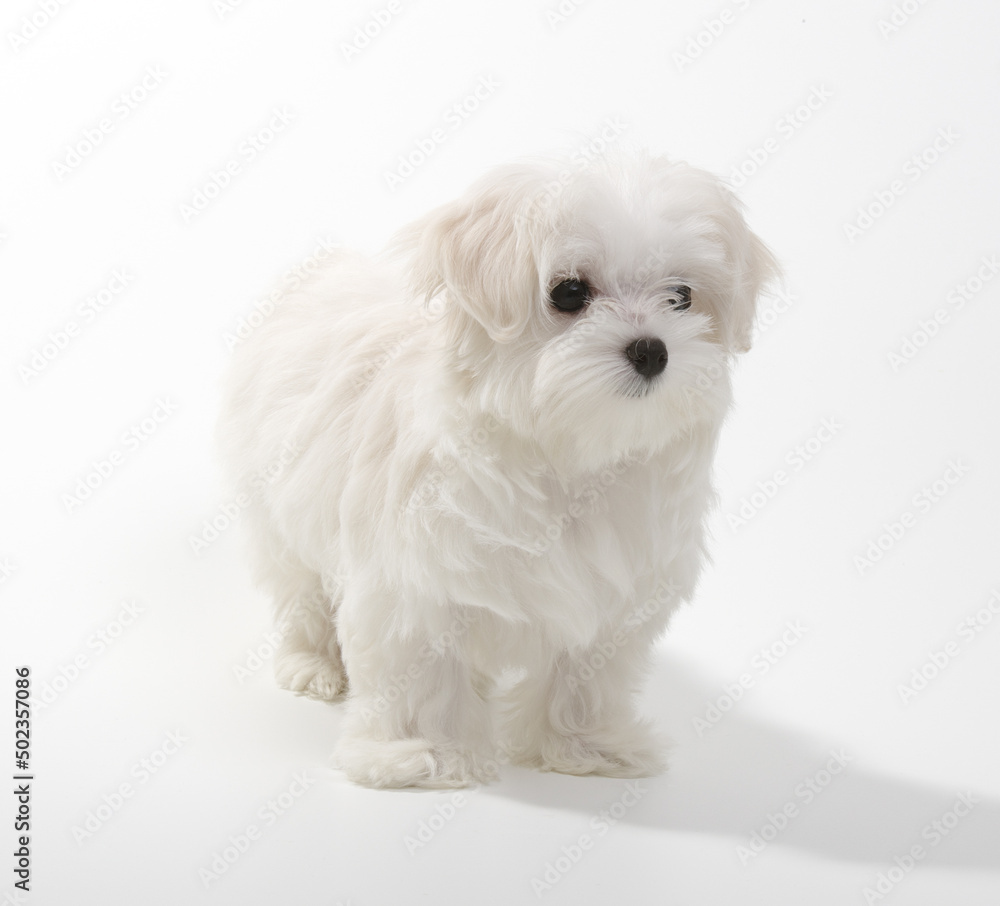 Puppy Maltese lapdog isolated on white