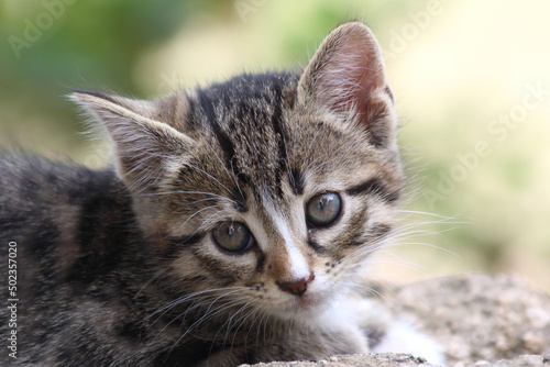 close up portrait of a kitten © UMIT