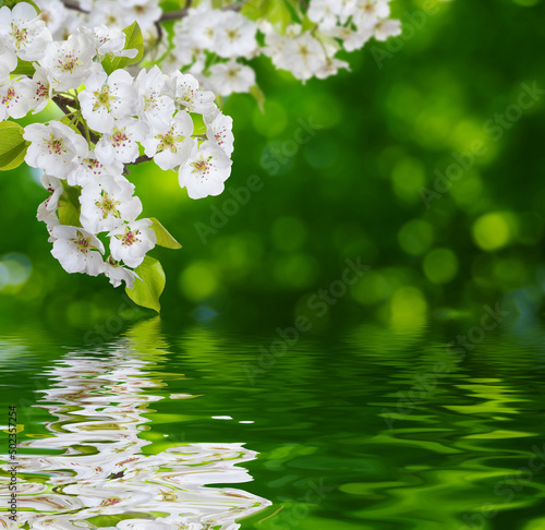 Spring bloom near the water