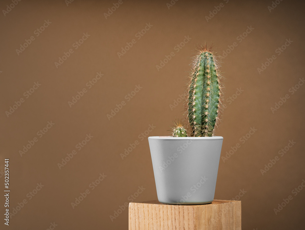 A cactus on chocolate brown background in grey pot on wooden podium. Environment friendly summer or spring time minimal design concept with copy space A cactus on chocolate brown background in grey pot on wooden podium. Environment friendly summer or spring time minimal design concept with copy space