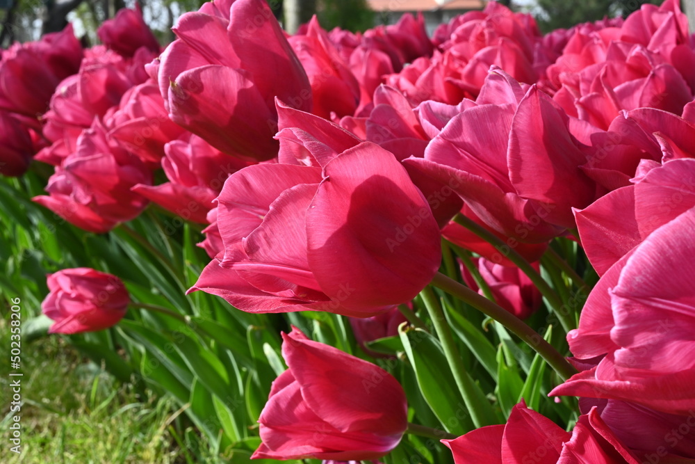 pink tulips in the garden pink tulips in the garden