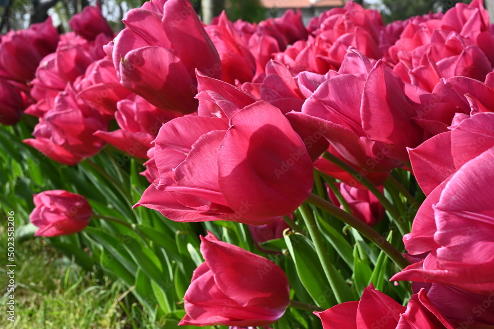 pink tulips in the garden