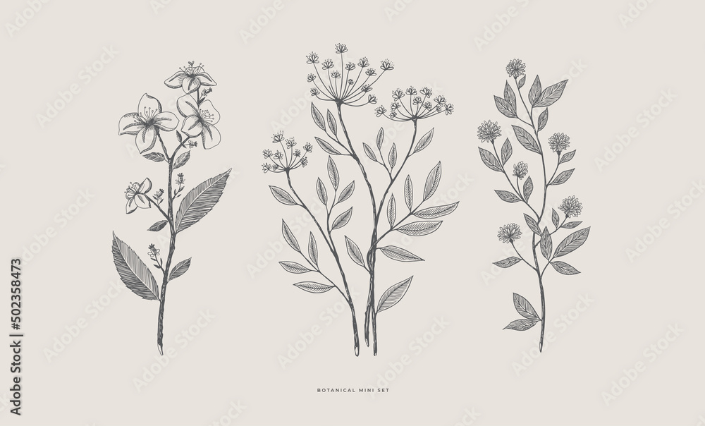 Set of hand-drawn forest decorative and herbs, vector illustration. Botanical retro image for a floral background. Design element for postcard, poster, cover, invitation. Set of hand-drawn forest decorative and herbs, vector illustration. Botanical retro image for a floral background. Design element for postcard, poster, cover, invitation.