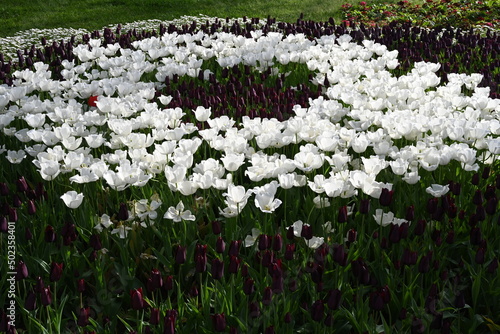 field of white tulips. White flowers garden circle garden  © DRBURHAN