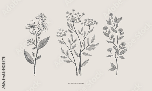 Set of hand-drawn forest decorative and herbs, vector illustration. Botanical retro image for a floral background. Design element for postcard, poster, cover, invitation.