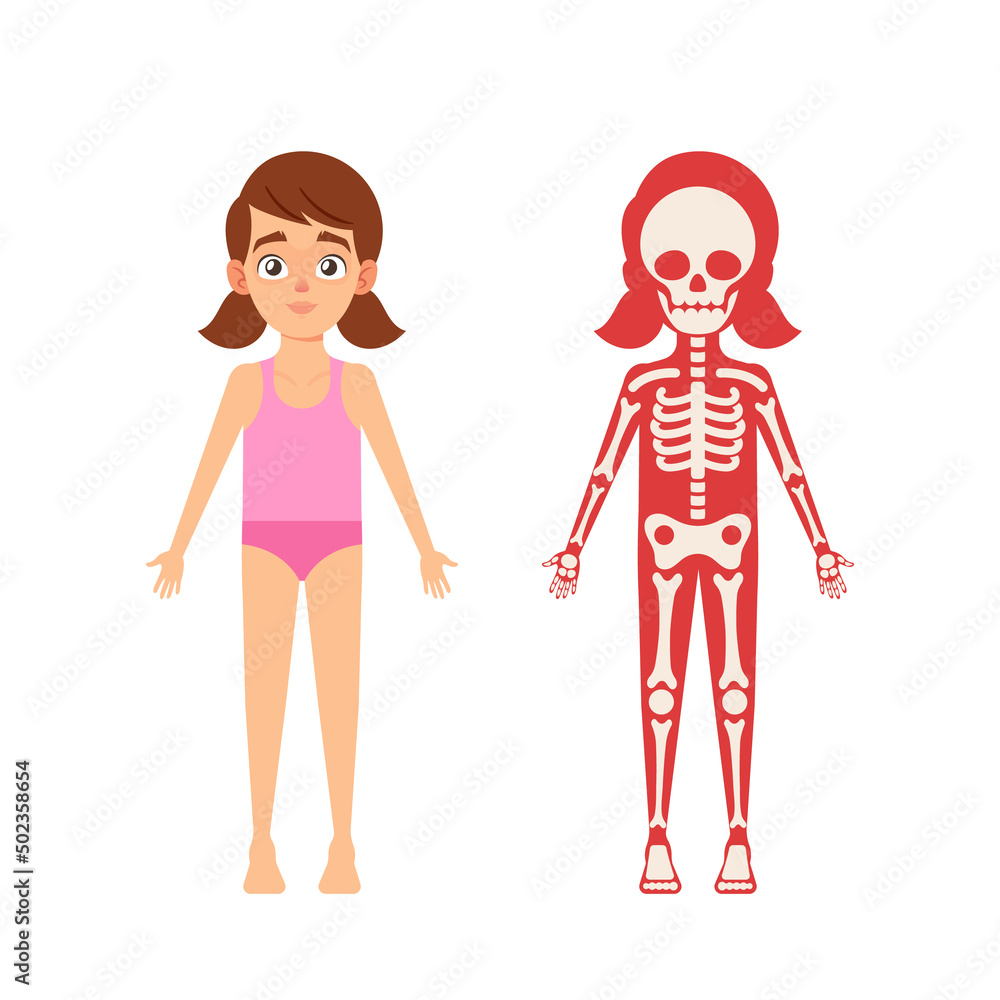 Children Anatomy Concept. Cute Girl Skeleton, Human Body Systems Educational Kids Anatomy Infographics Chart Children Anatomy Concept. Cute Girl Skeleton, Human Body Systems Educational Kids Anatomy Infographics Chart