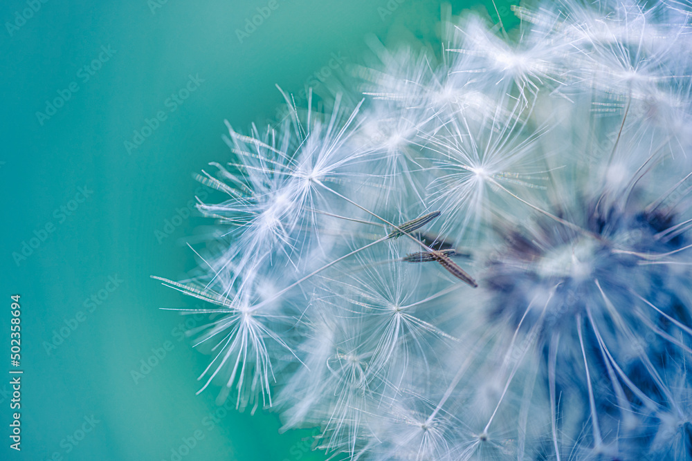 Closeup of dandelion with blurred background, artistic nature closeup. Spring summer meadow field banner. Beautiful relaxing macro photo, sunny spring summer nature flora. Artistic natural texture