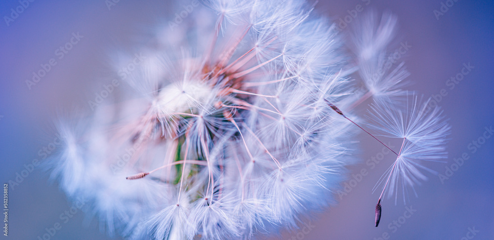 Closeup of dandelion with blurred background, artistic nature closeup. Spring summer meadow field banner. Beautiful relaxing macro photo, sunny spring summer nature flora. Artistic natural texture Closeup of dandelion with blurred background, artistic nature closeup. Spring summer meadow field banner. Beautiful relaxing macro photo, sunny spring summer nature flora. Artistic natural texture