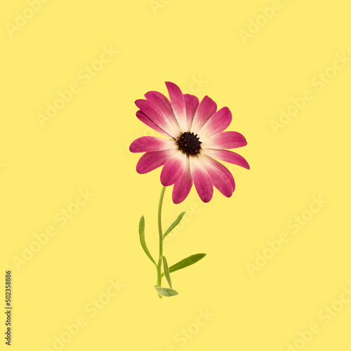 Purple daisy flower on pastwel yellow background. Creative spring or summer concept. Minimal blooming flowers idea.