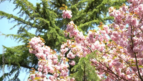 Beautiful pink cherry blossoms in a 4k pan left shot against blue sky and a green pine tree in Bremen, Germany. 