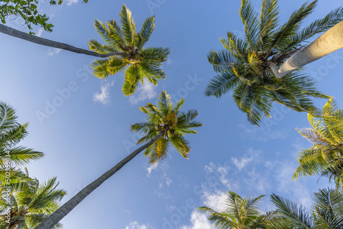 Beautiful cloudy sky landscape and green palm leaves. Low point of view, palm trees tropical forest at blue sky background. Sunny island nature background, relax peaceful freedom natural scenic