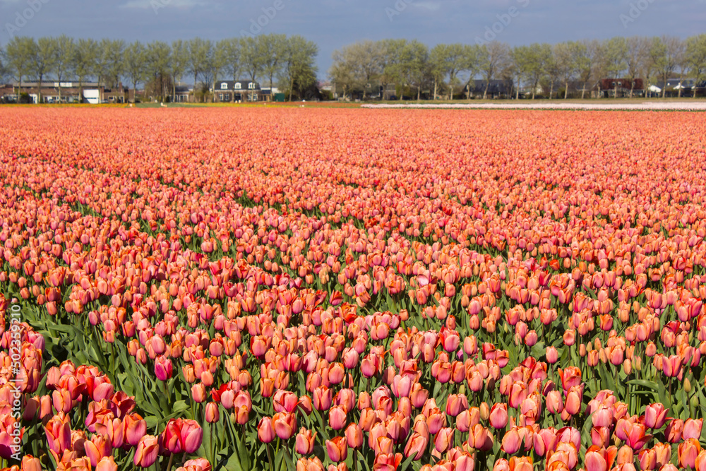 tulip fields in the Netherlands