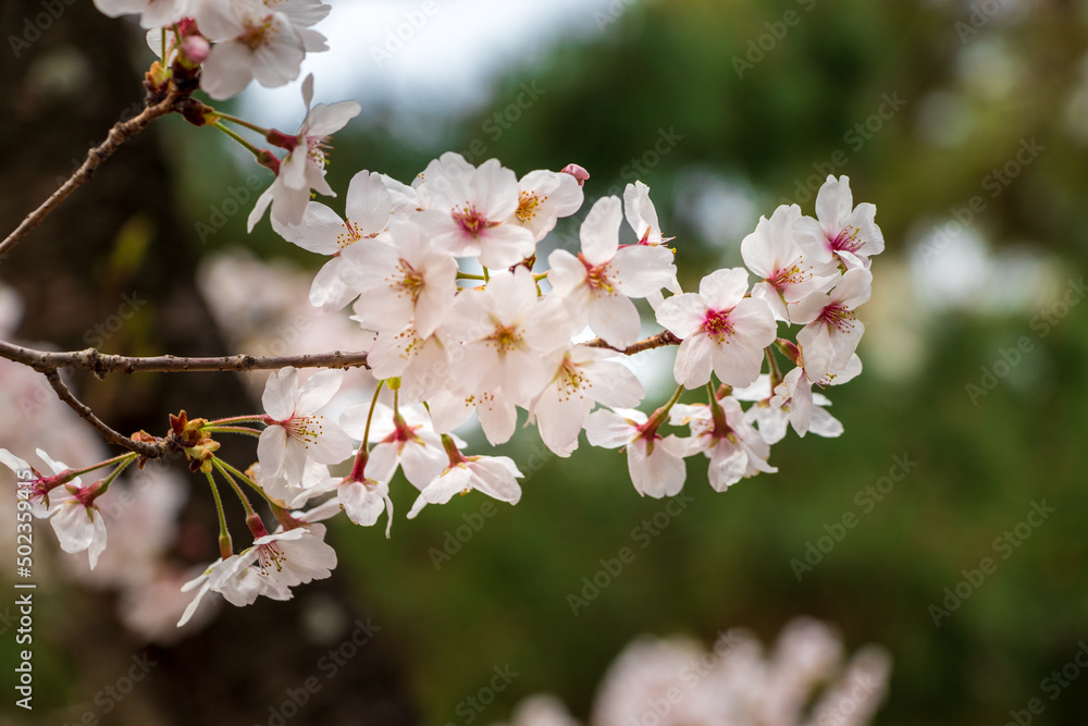 ピンク色の桜の花