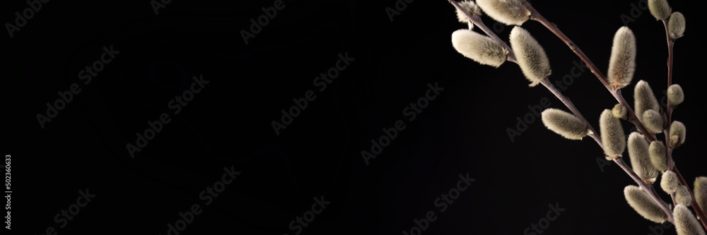 Willow buds on a black background. Banner Willow buds on a black background. Banner