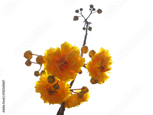 Bright yellow Cochlospermum Regium or Double Butter Cup, other names; Yellow Silk, Cotton tree or Torchwood, isolated on white background. photo