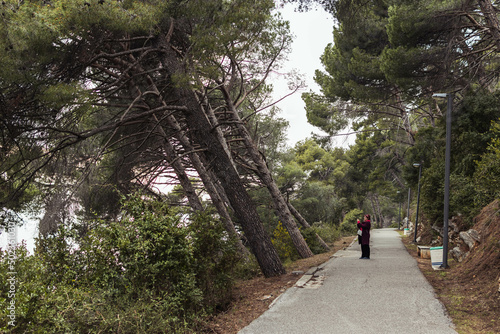 green park in the forest with pine trees, a place for a walk in the fresh air