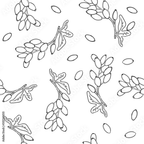Barberry plant black and white seamless pattern
