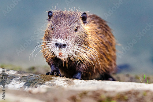 Soft focus of a nutria on a pavement at a park in Tuscany, Italy photo