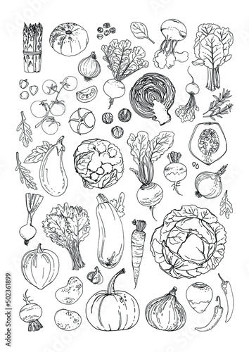 Vector food line icons of vegetables. Colored sketch of food products. Tomato, pepper, eggplant, salad, herbs, spices, radish