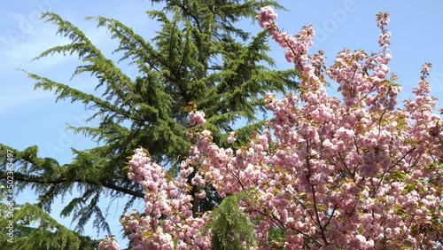Beautiful pink cherry blossoms in a 4k zoomed out shot against blue sky and a green pine tree in Bremen, Germany.