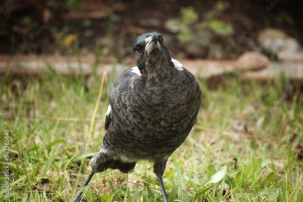 Obraz premium Australian Magpie