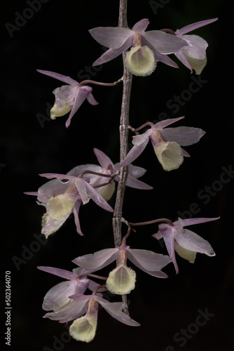 Closeup view of bright creamy white and purple pink dendrobium aphyllum tropical epiphytic orchid species flowers isolated outdoors in sunlight on dark background