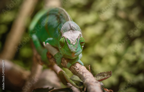 Chamäleon auf Ast sitzend
