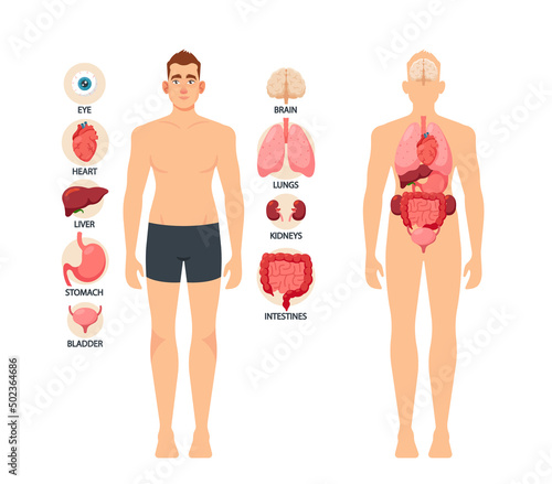 Human Body Organs, Educational Male Anatomy, Physiology Information Infographics. Eye, Heart, Liver and Stomach, Bladder