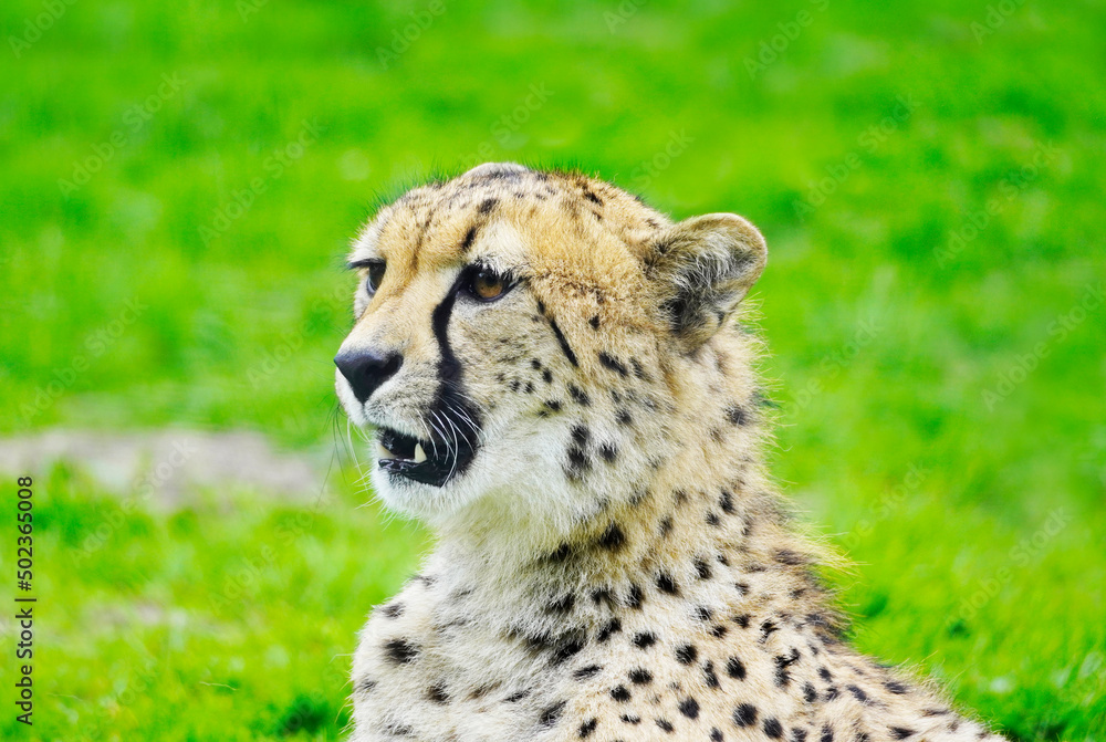 Portrait of a cheetah on a green meadow. Acinonyx jubatus.
Portrait of a cheetah on a green meadow. Acinonyx jubatus.