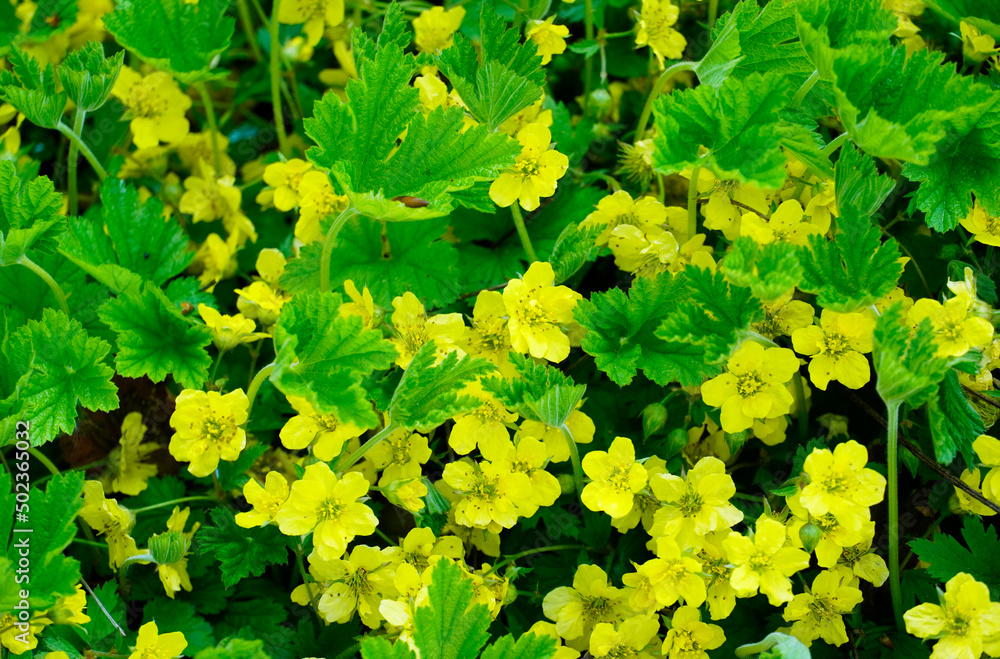 Close up of Waldsteinia ternata - golden strawberry. Hardy, early flowering perennials with yellow flowers. Ground cover for the garden. Close up of Waldsteinia ternata - golden strawberry. Hardy, early flowering perennials with yellow flowers. Ground cover for the garden.