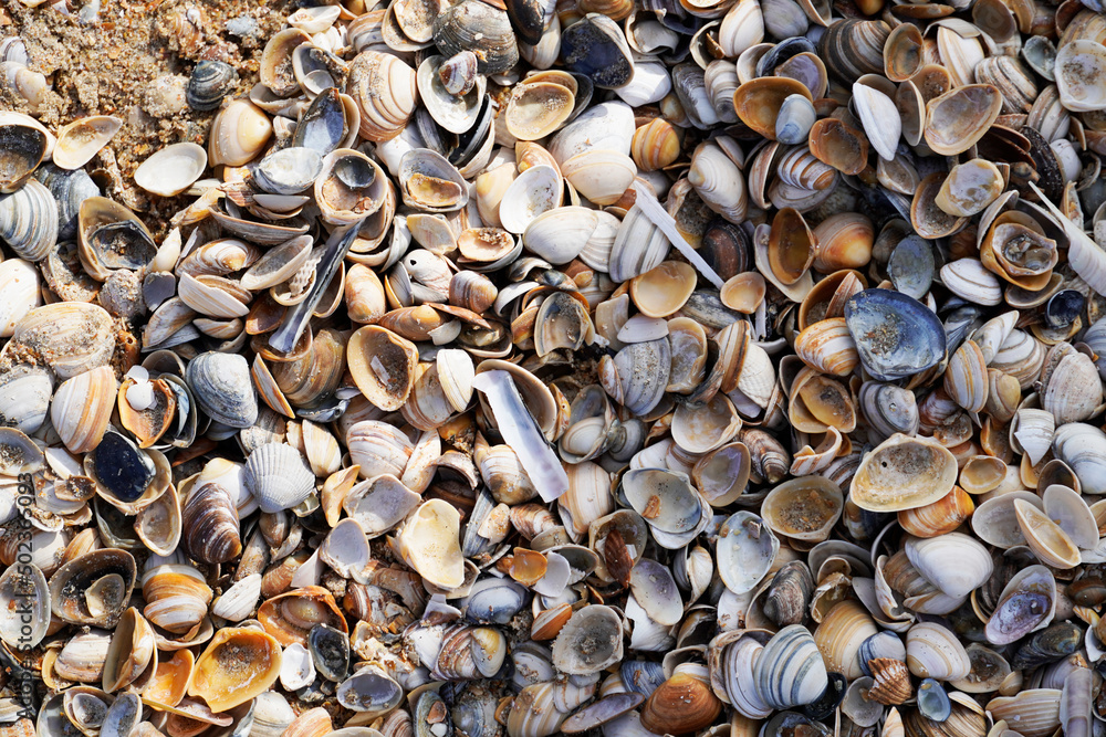 Colorful shells on the beach. Dutch North Sea coast.
