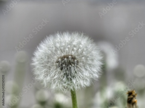 dandelion head