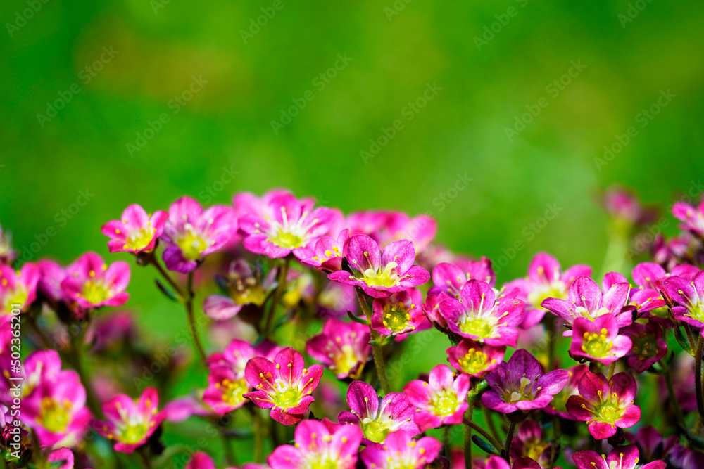 Moss-saxifrage close-up. Perennial in the garden. Flowering plant. Green background.
Moss-saxifrage close-up. Perennial in the garden. Flowering plant. Green background.