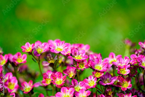 Moss-saxifrage close-up. Perennial in the garden. Flowering plant. Green background.  © Elly Miller