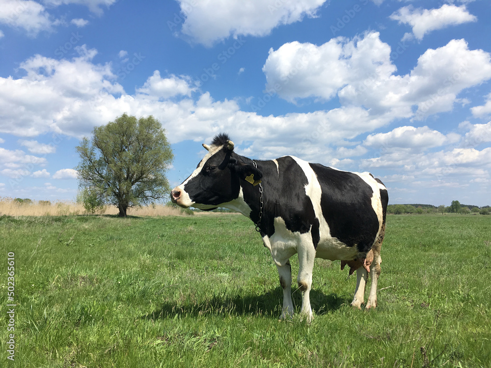 Black-white cow grazing on a green meadow Black-white cow grazing on a green meadow