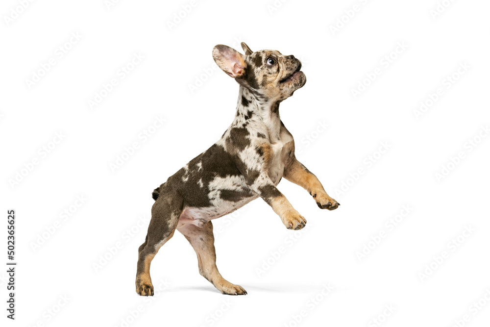 Fototapeta premium Dynamic portrait of cute puppy, dog, French Bulldog standing on hind legs, posing isolated over white studio background