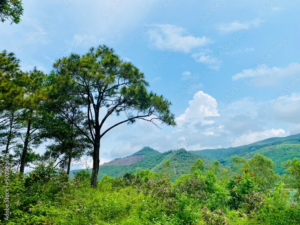 Fototapeta premium Nature scene on a cloudy summer morning with mountains, green trees, and wildflowers. Tropical forest under the sun