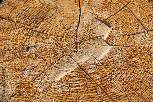 Saw cut of a dry tree with annual rings and cracks close-up.