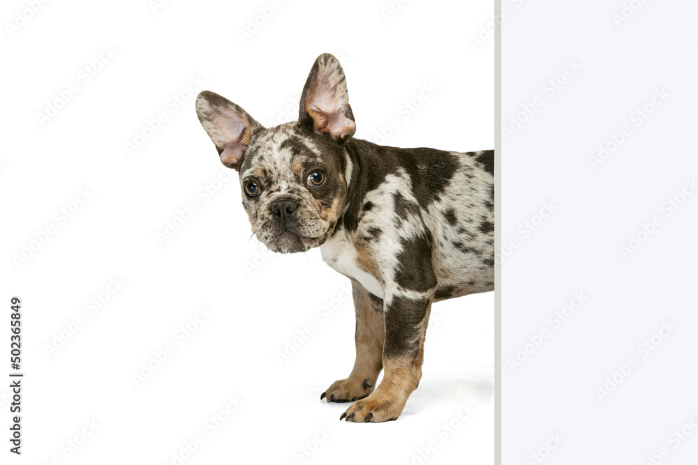 Portrait of cute little puppy of French Bulldog peeking out the corner isolated over white studio background