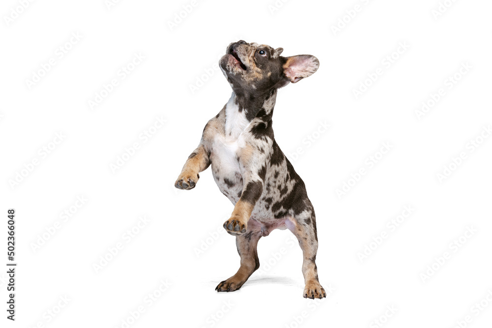 Full-length portrait of cute small dog, French Bulldog playing, jumping isolated on white background.