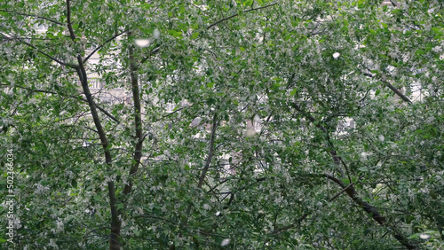 Falling white petals of flowering tree. Concept. Bottom view of beautiful Apple blossom and falling white petals from wind. Spring flowering period of trees