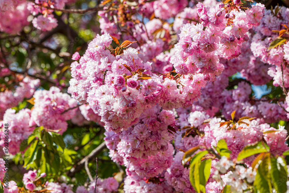 Close-up of the branch of a pink blooming Japanese blooming cherry 