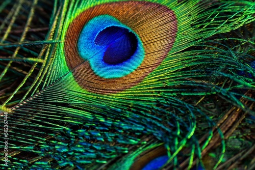 Peacock feather closeup. Peafowl feather. Mor pankh. Abstract background. photo