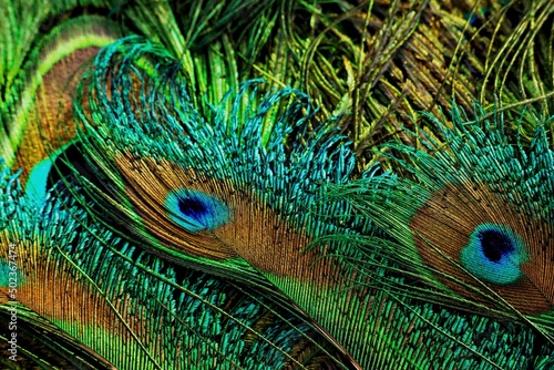 Peacock feather closeup. Peafowl feather. Mor pankh. Abstract background. photo