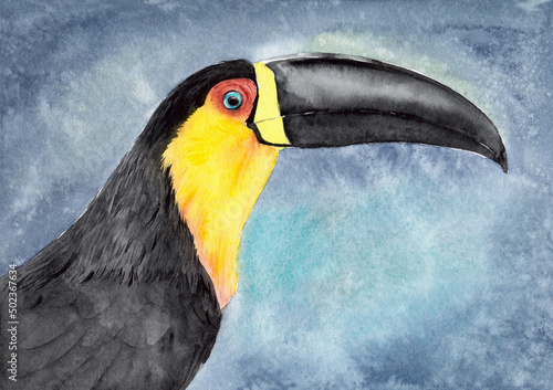 Fototapeta Watercolor picture of the colorful toucan bird with the big beak on the grey blu