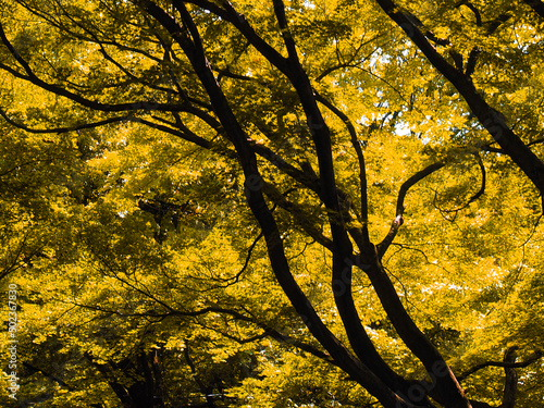 autumn in the park