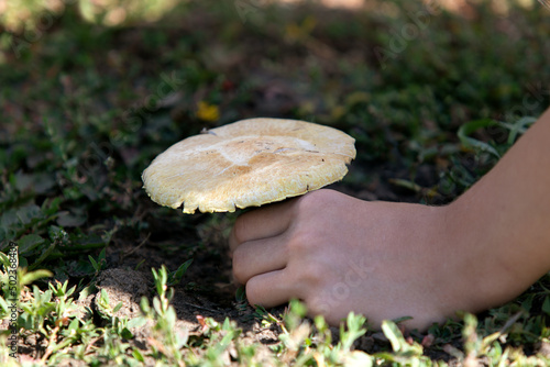 Female hand picking champignon on grass background. Gathering wild mushrooms.
