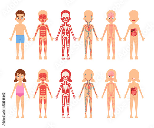 Children Anatomy Educational Body Organs Chart for Kids. Cute Little Boy and Girl Body Systems Muscular, Skeletal